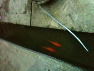 Swimming right into hungry bellies