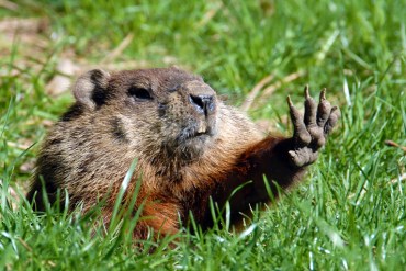 groundhog